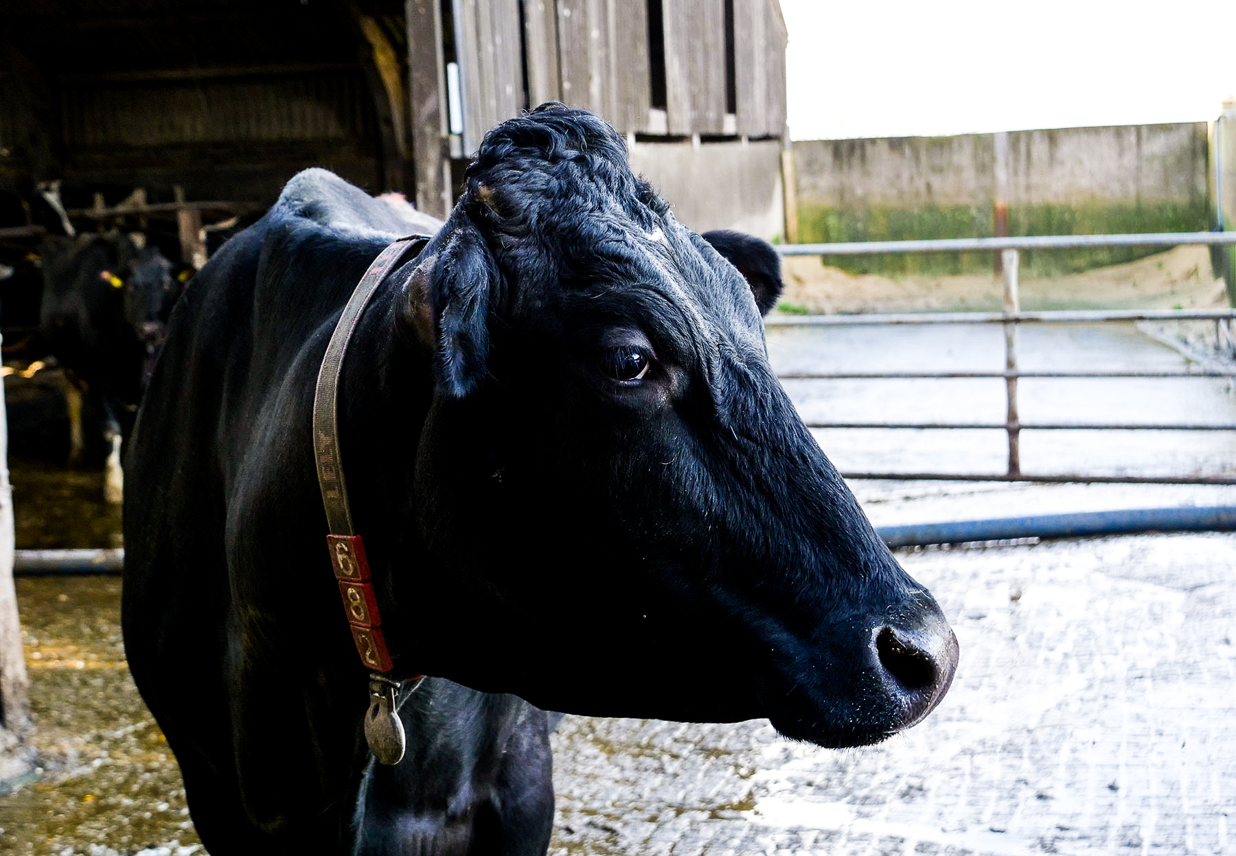 Close up of a black cow standing in the entrance of a barn, looking away from the barn. In the background are some black and white cows, and a metal gate leading to a road.