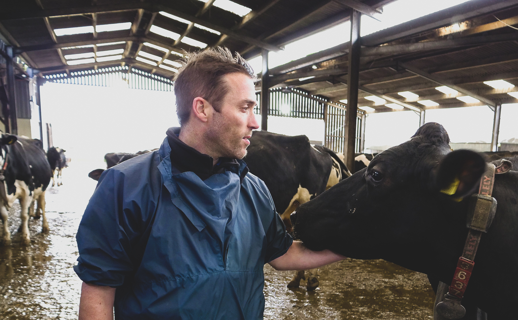 A farmer wearing blue protective overalls is standing next to a black cow, and stroking it's head. They are in a barn, and other cows can be seen in the background.