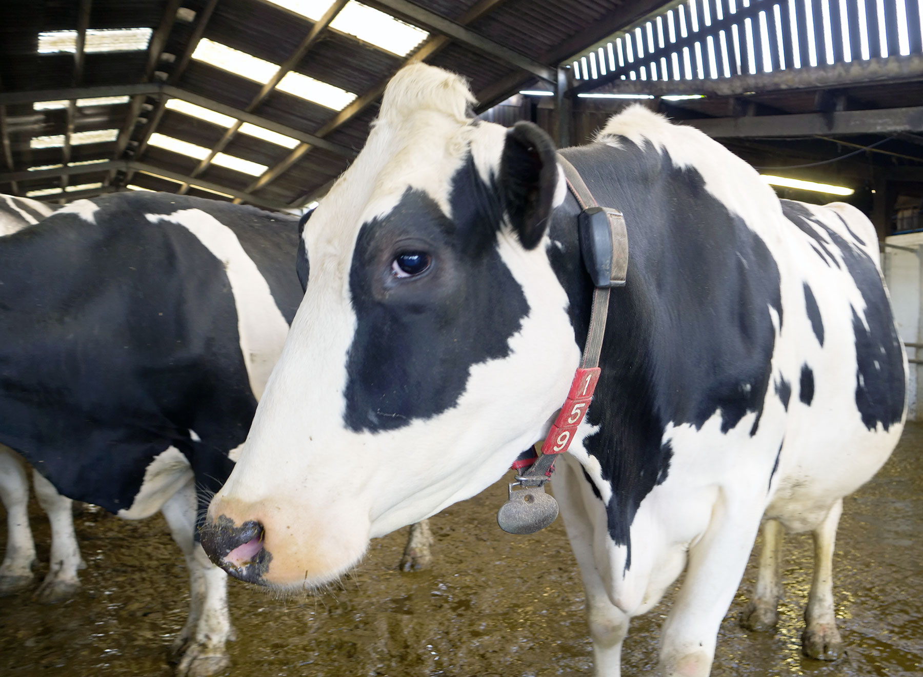 Close up of a black and white cow standing on straw in a barn. There are other cows and the barn ceiling in the background.
