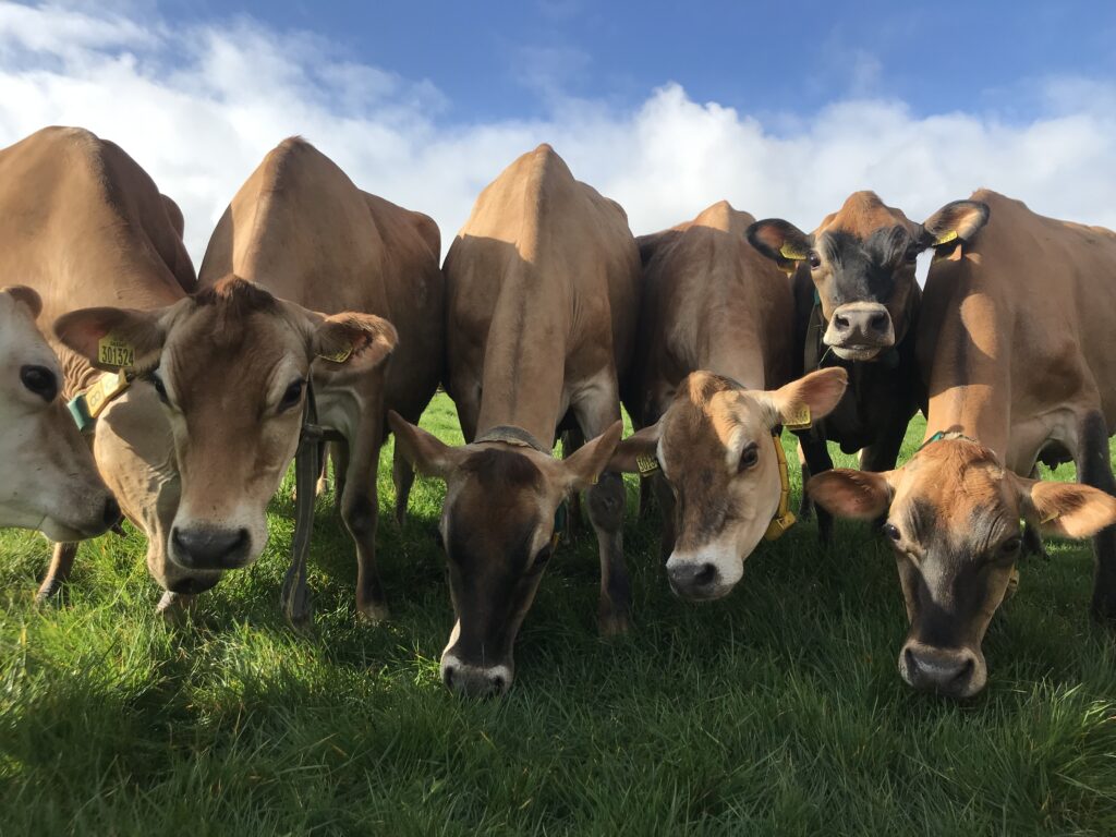 Close up of a group of light brown cows standing in a field. Some are eating grass, the others are looking up at the viewer. A blue cloudy sky can be seen in the background.